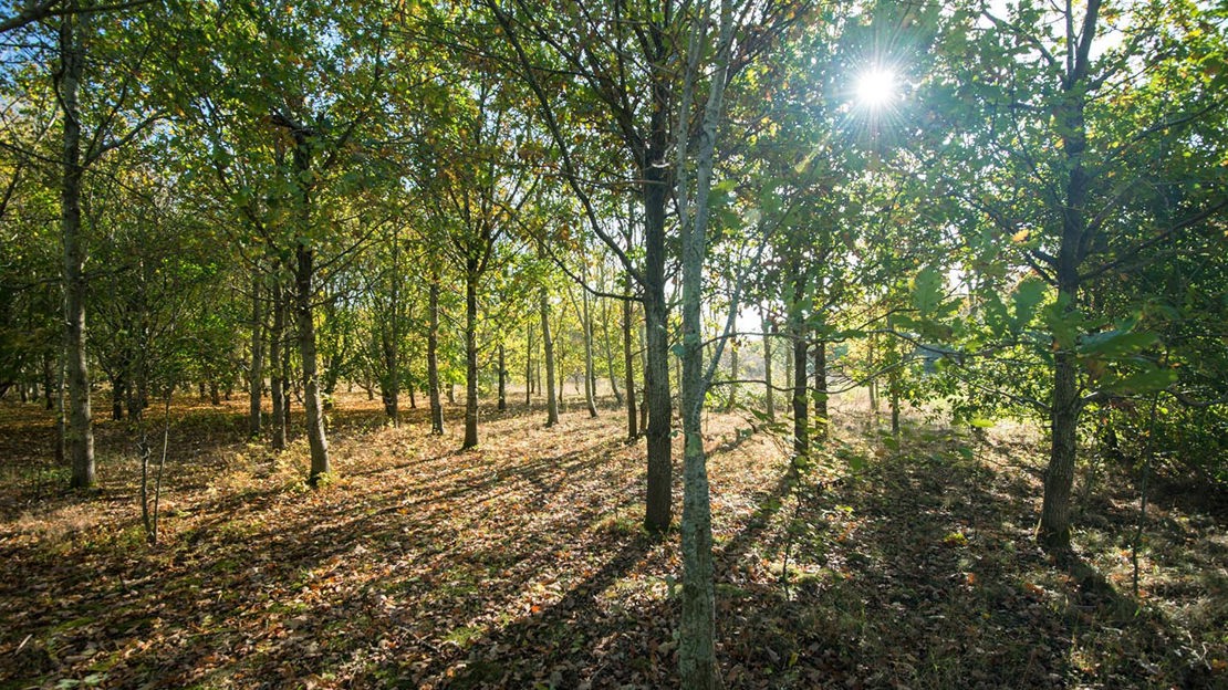 Sunlit forest floor, Warneage Wood, PA1
