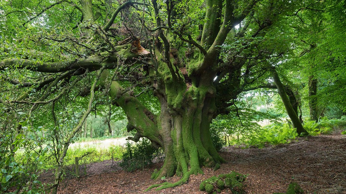 Large, spreading tree, Wentwood