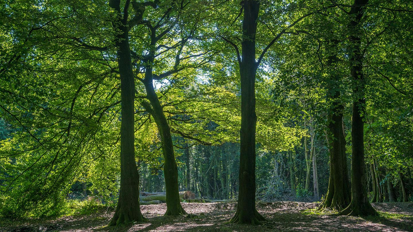 Wentwood Visiting Woods Woodland Trust