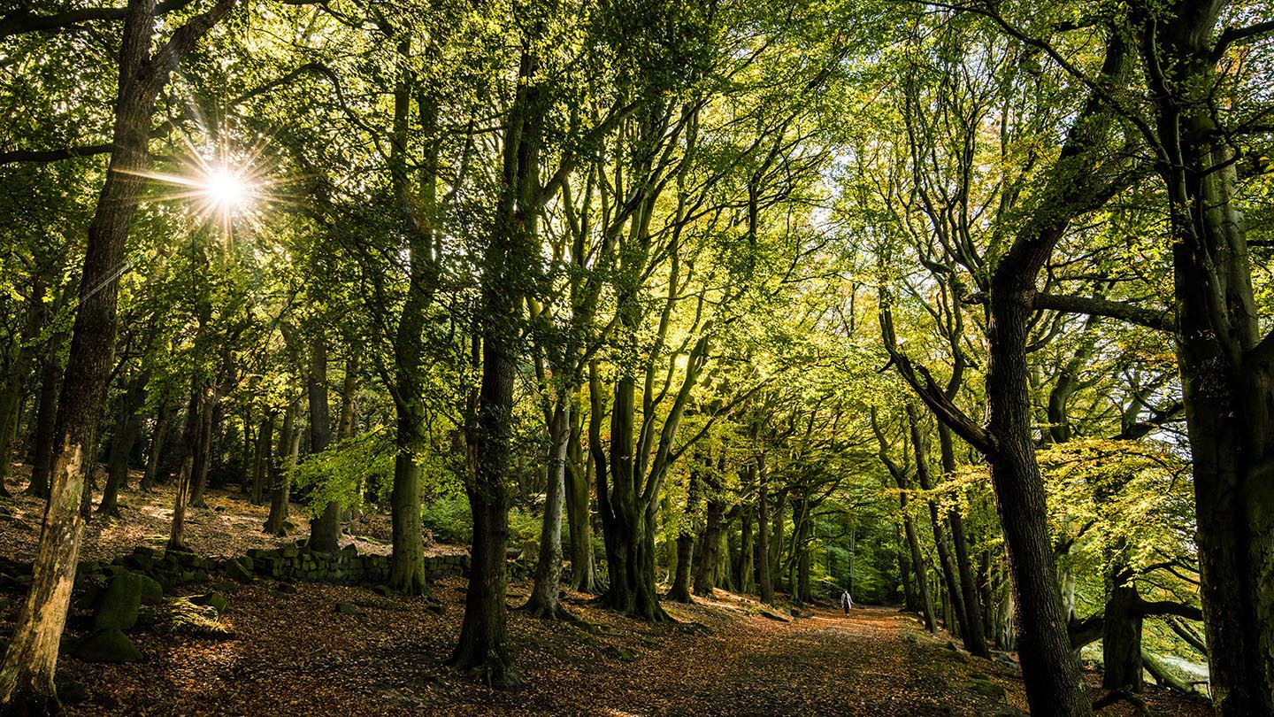 West Wood Visiting Woods Woodland Trust