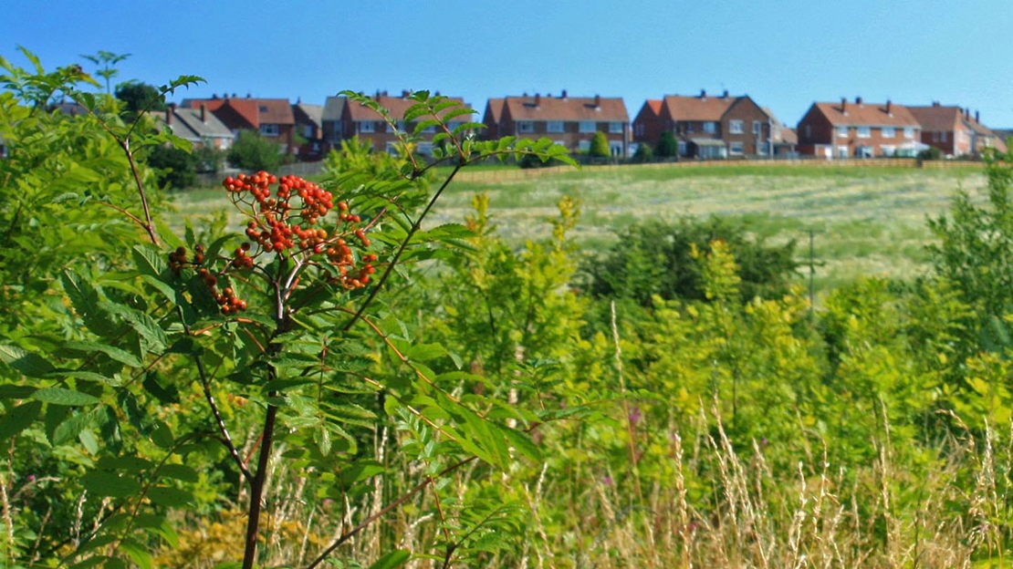 Houses viewed over grass meadow, White Hill Woods