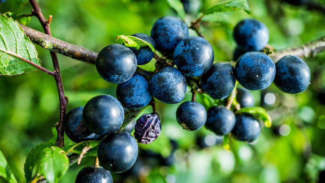 Blackthorn sloes, White Hill Woods