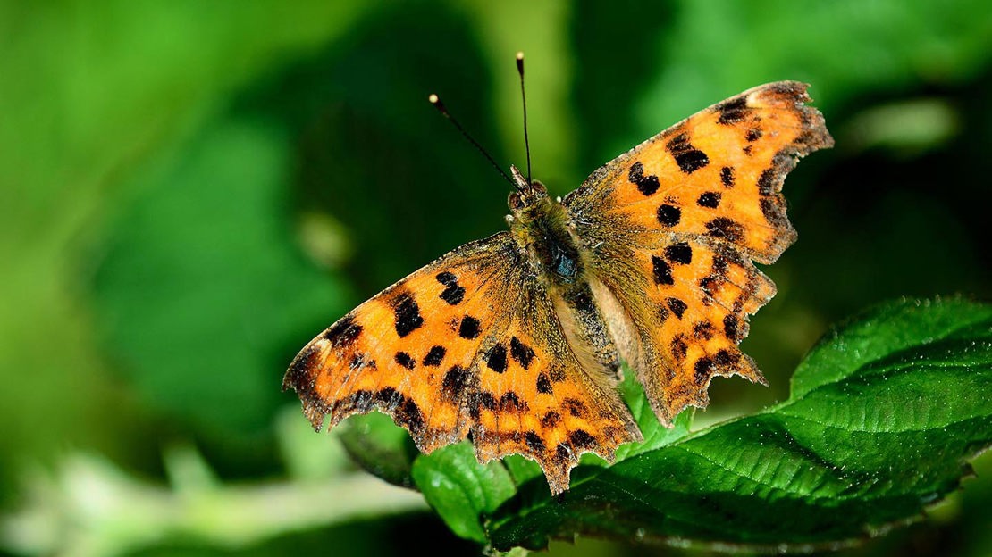 Comma butterfly, Whitleigh Wood