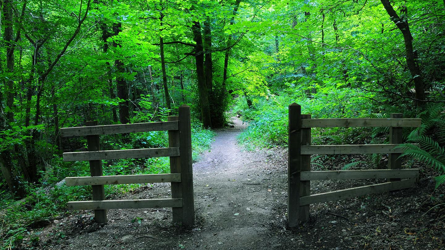Whitleigh Wood - Visiting Woods - Woodland Trust