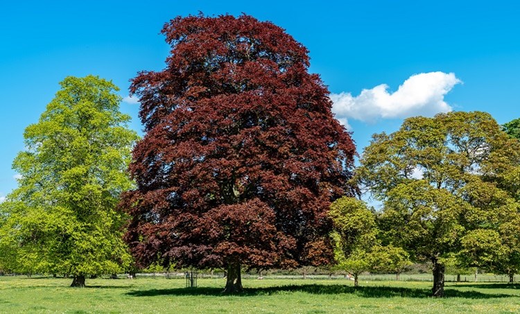 Beech Tree Facts: Purple Leaves - Woodland Trust