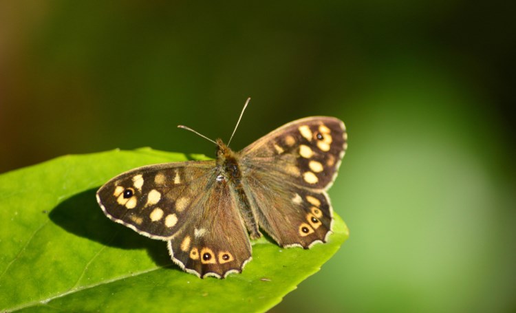 Common Uk Butterfly Identification And Facts Woodland Trust