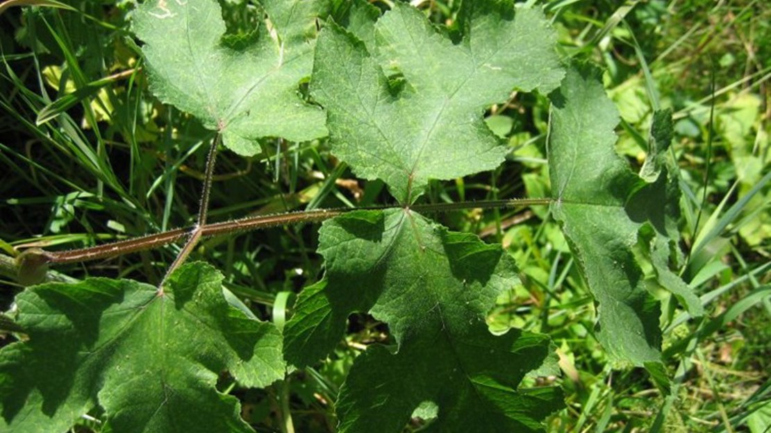 Common Hogweed