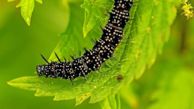 What do caterpillars eat? - Woodland Trust