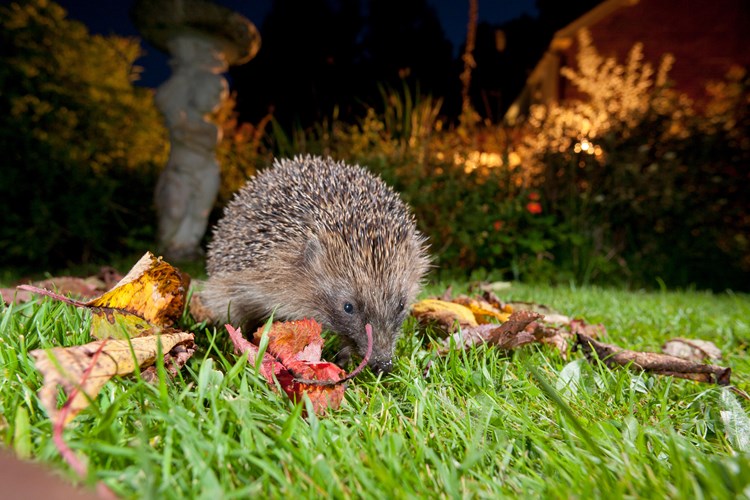 Badgers What They Eat, and Other Facts Woodland Trust