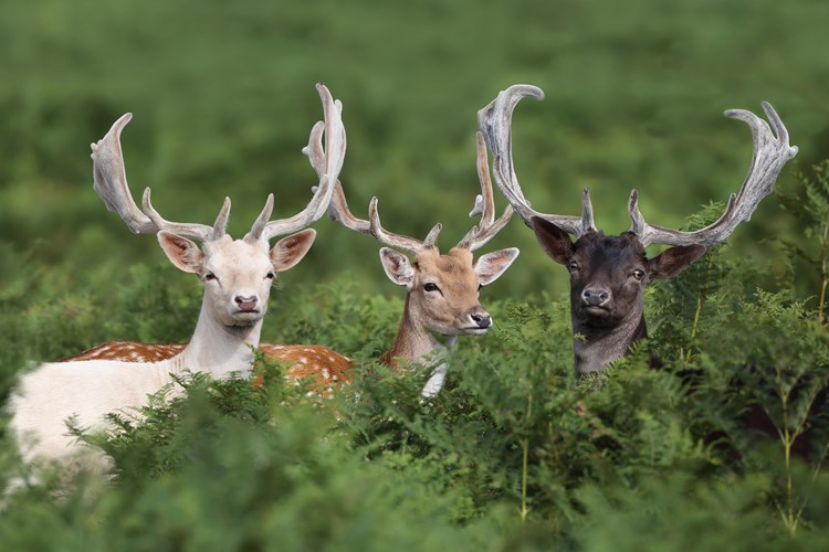 Playmobil Feeding Manger Trough Forest Animals Deer Forest FORESTER 