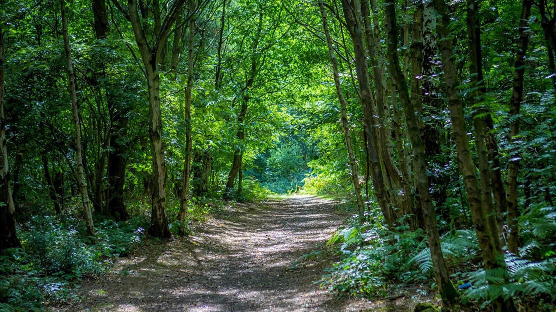 Path through woodland, Windmill Hill