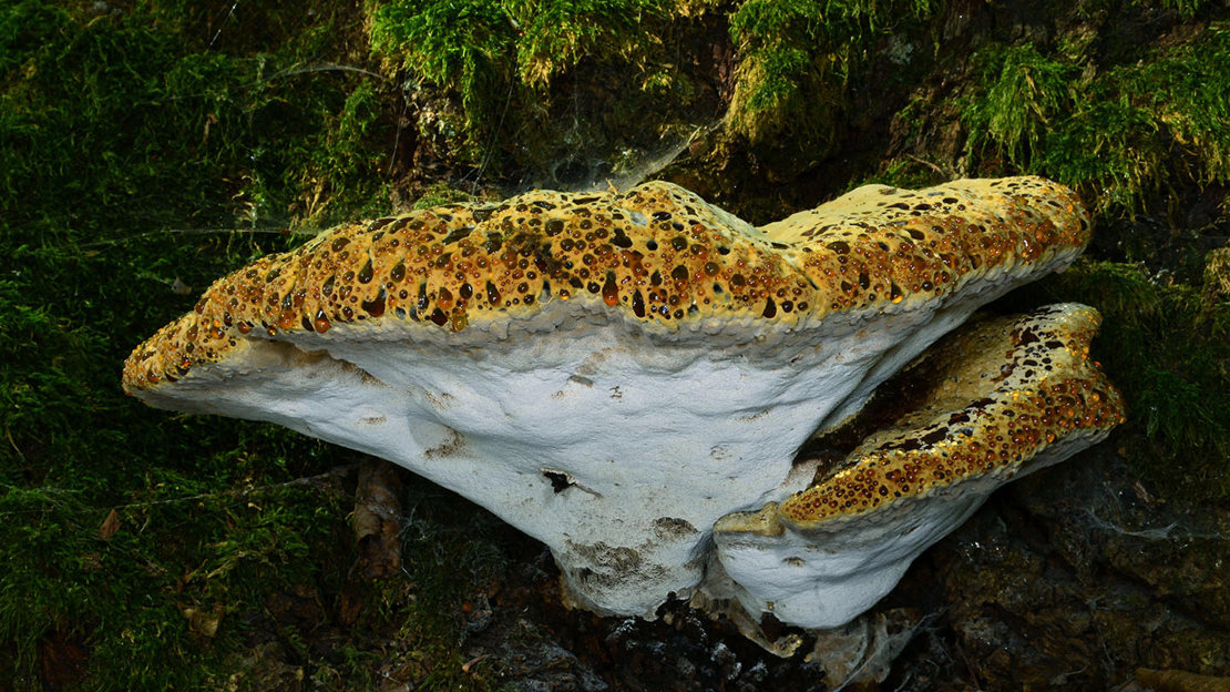 Oak bracket on weeping conk