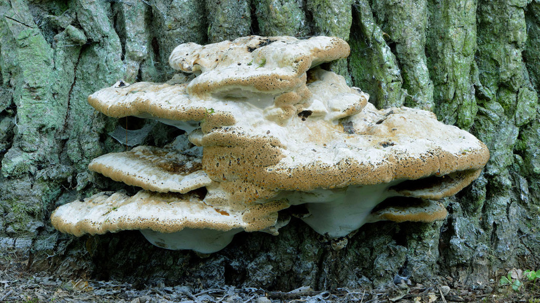 Oak bracket growing on tree trunk