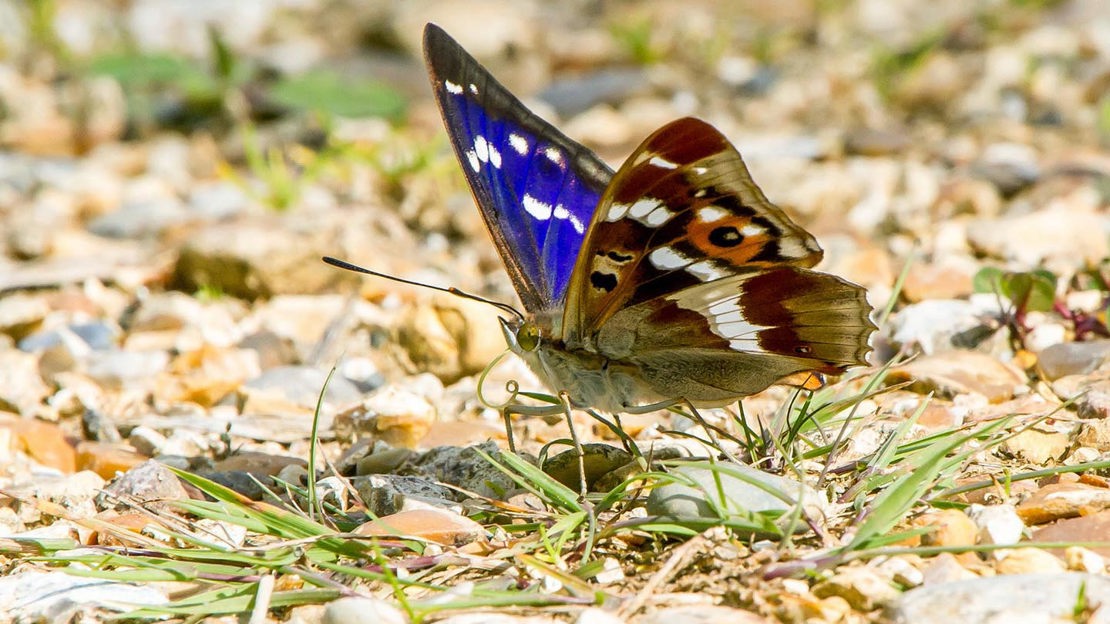 Purple Emperor butterfly, Wormley Wood & Nut Wood