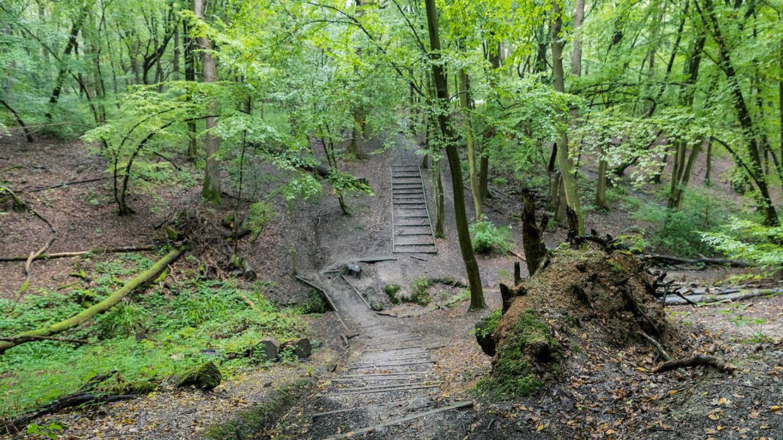 Steps into glade, Wormley Wood & Nut Wood