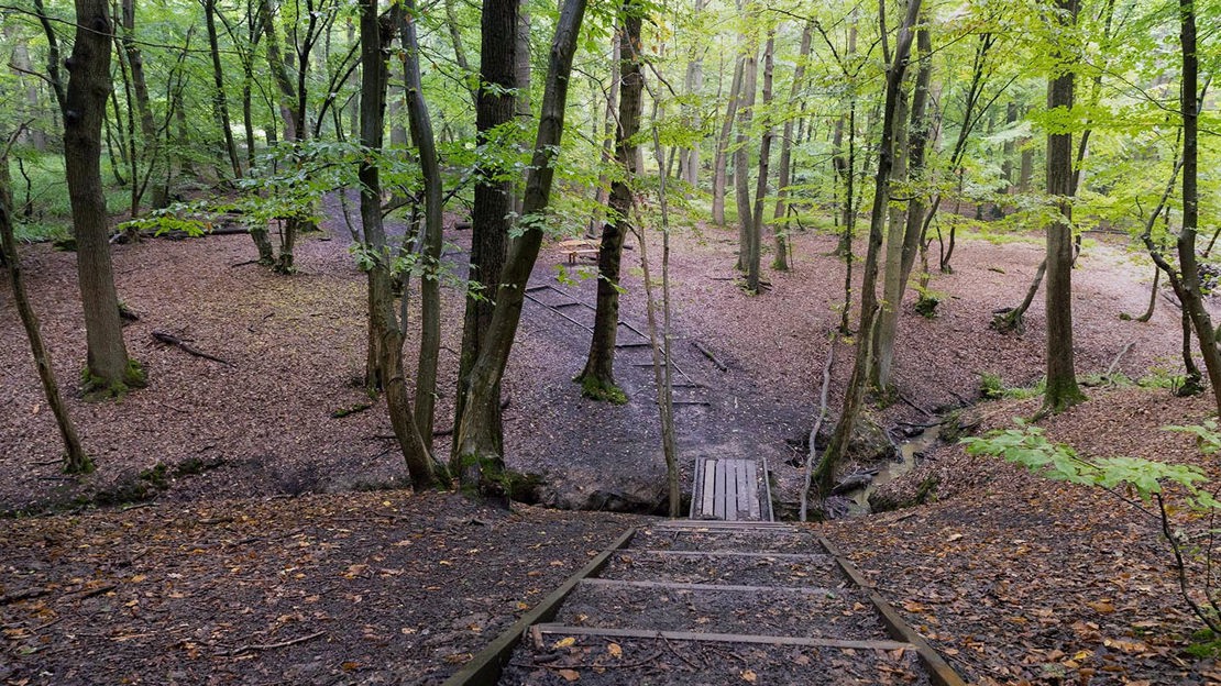 Steps into woodland, Wormley Wood & Nut Wood