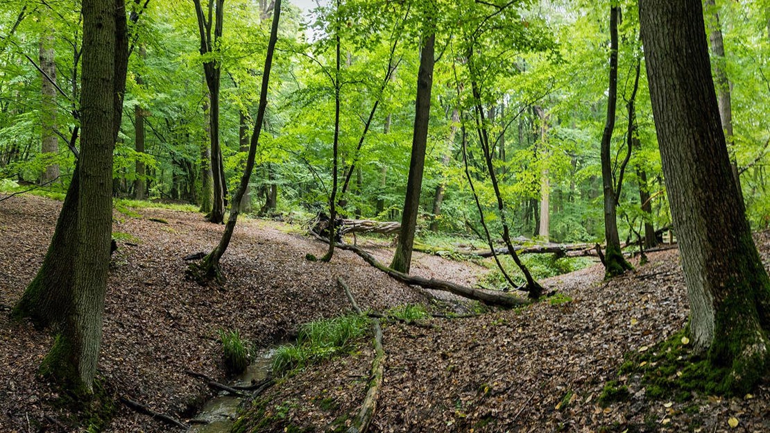 Fallen tree trunks, Wormley Wood & Nut Wood