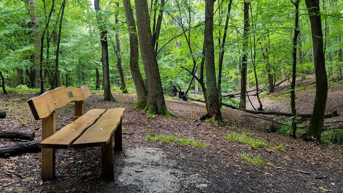 Wooden bench in Wormley Wood & Nut Wood