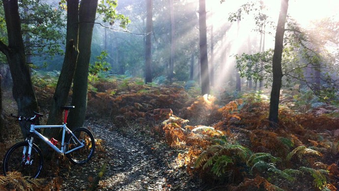 Sunbeams lighting forest floor, Wormley Wood & Nut Wood