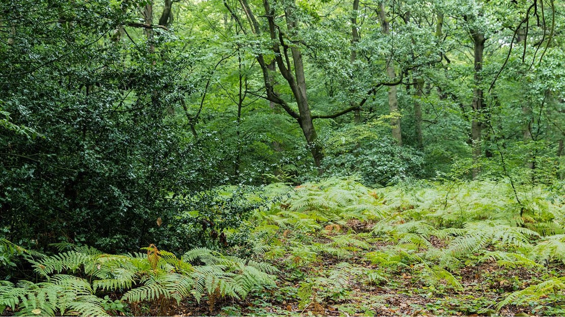 Green woodland, Wormley Wood & Nut Wood