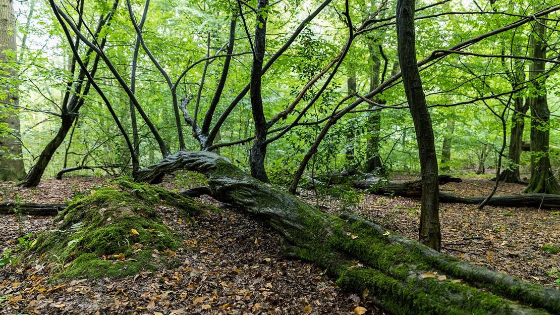 Moss-covered log lying across leafy forest floor, Wormley Wood & Nut Wood