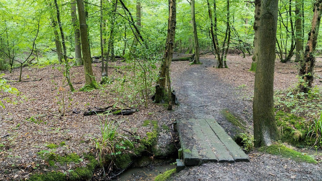 Plank bridge, Wormley Wood & Nut Wood
