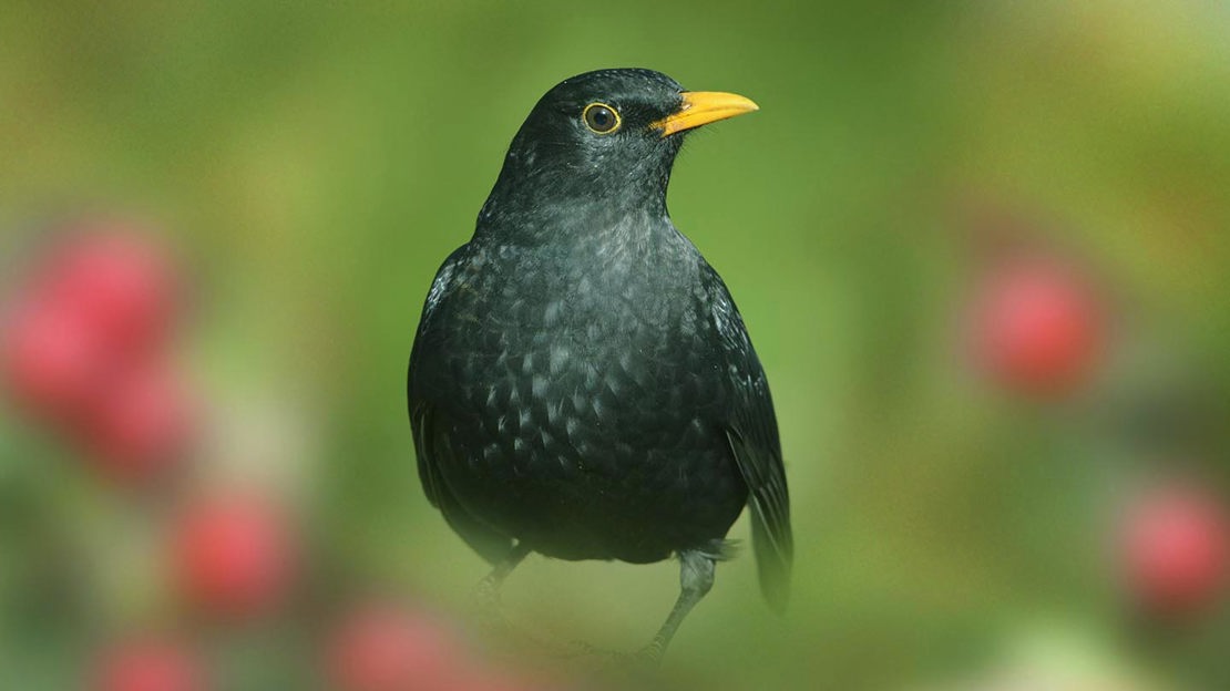 Blackbird, close-up, Top Wood
