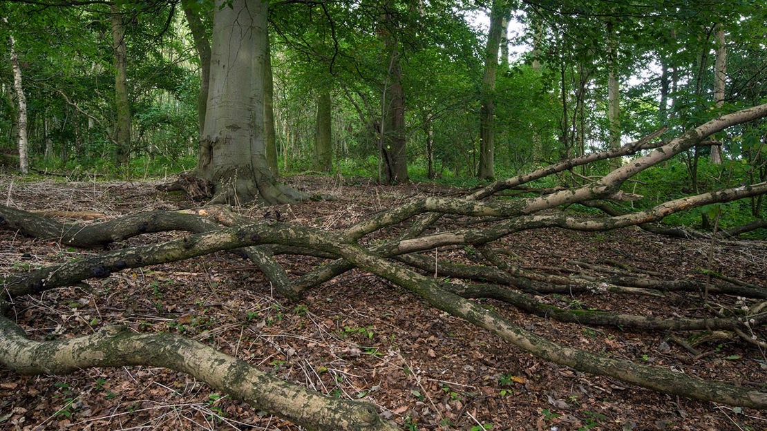 Dead wood lying on forest floor, Top Wood