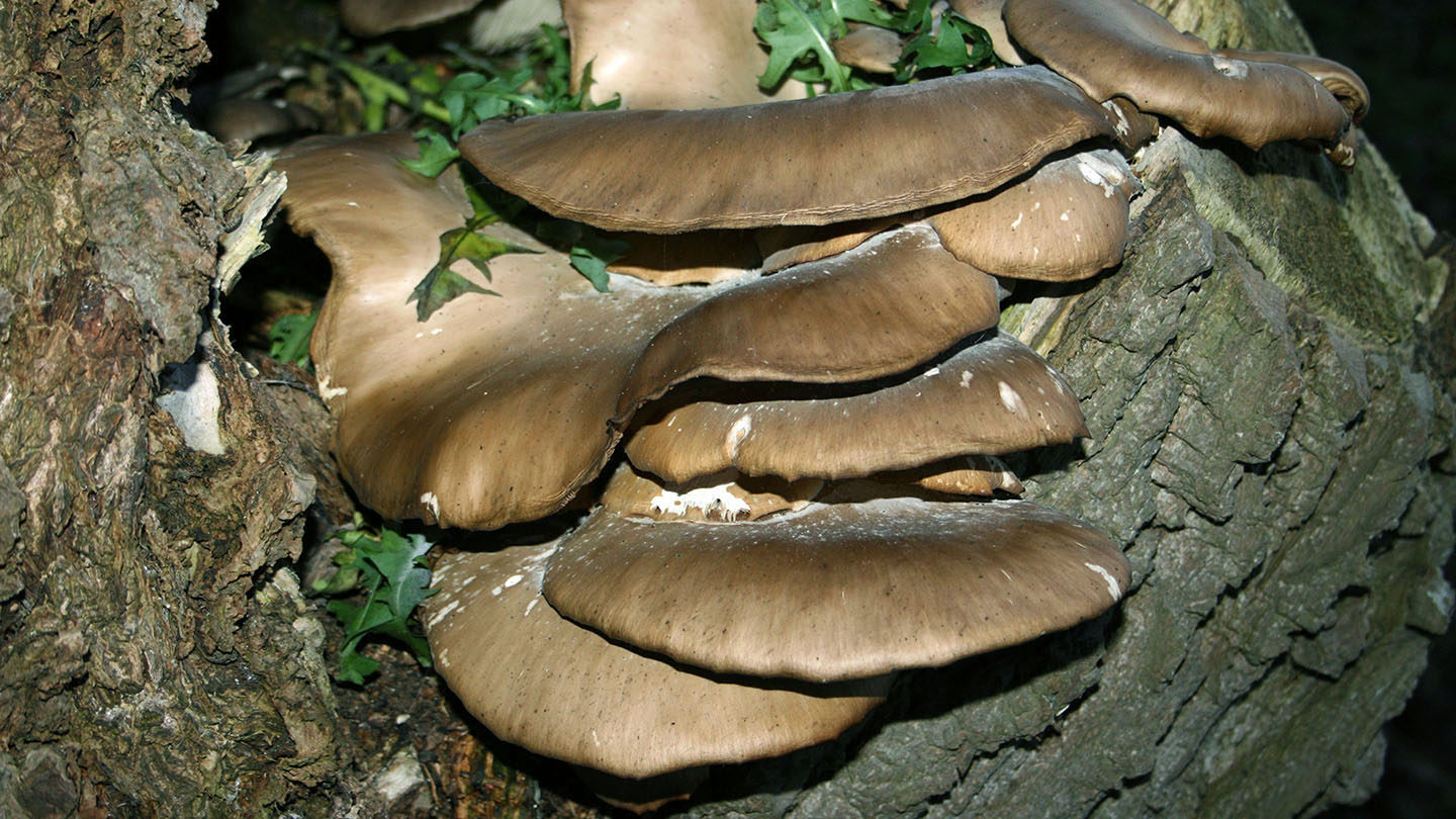 Oyster Mushroom (Pleurotus ostreatus) British Fungi Woodland Trust