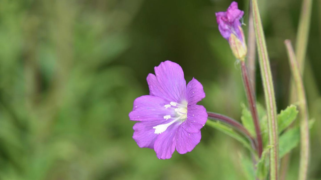 Great Willowherb, Top Wood