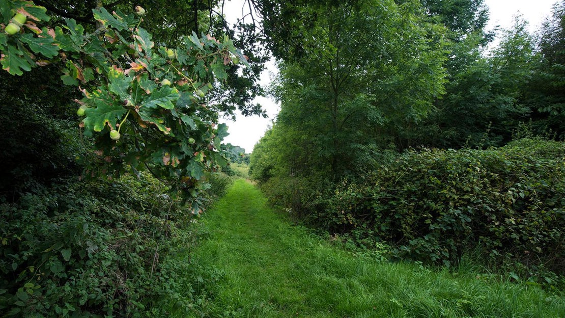 Path alongside Top Wood