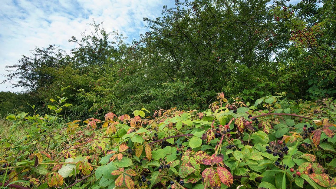 Blackberries ready for picking, Top Wood