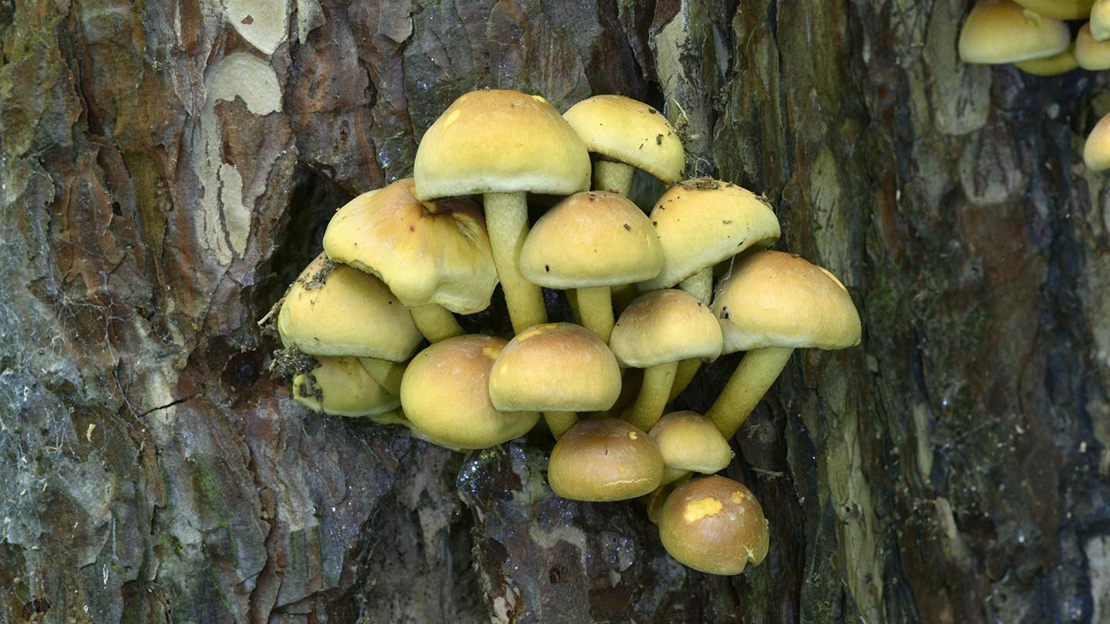 Fungi growing on tree trunk,
