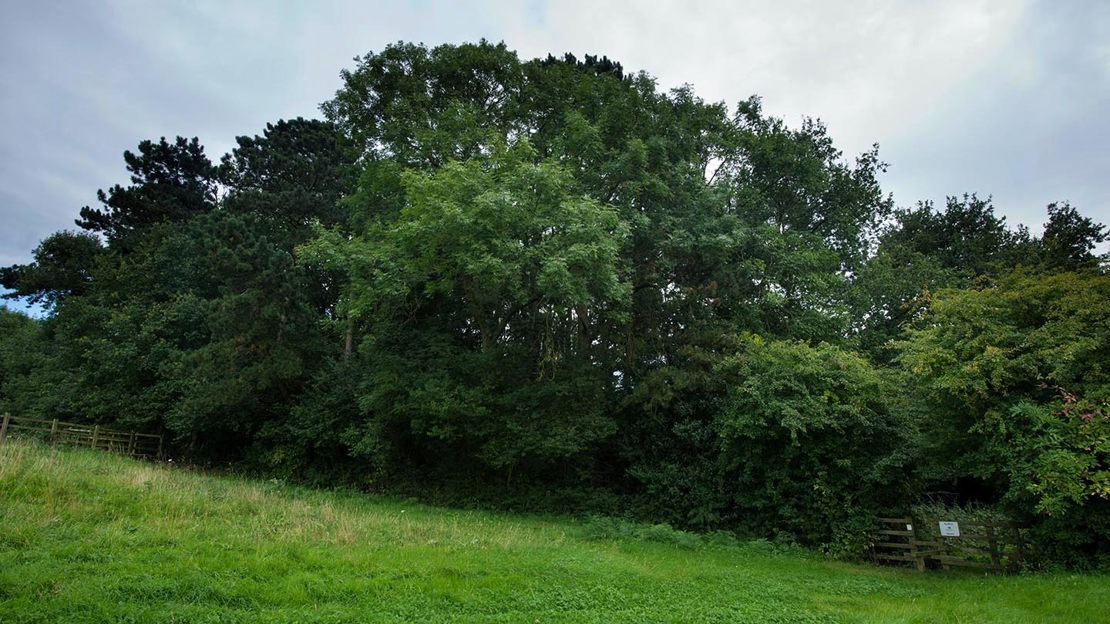 Gated entrance to Top Wood