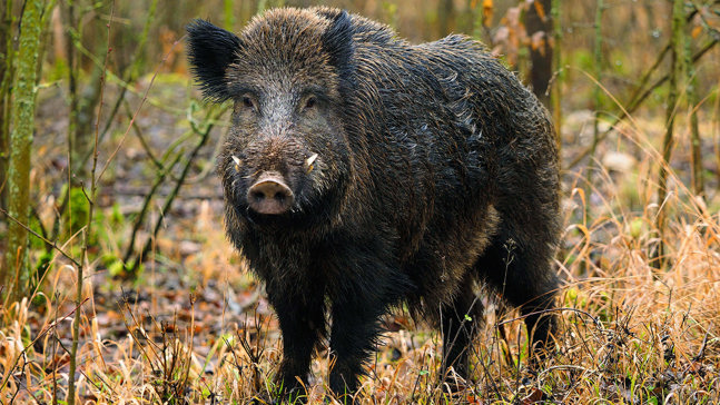 Wild Boar (Sus scrofa) - British Mammals - Woodland Trust