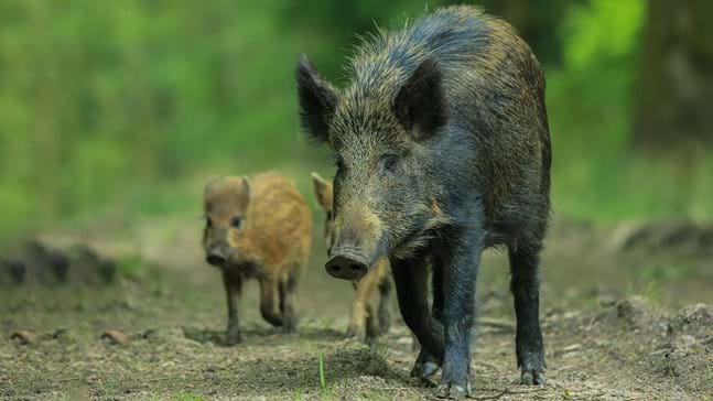 Wild Boar (Sus scrofa) - British Mammals - Woodland Trust