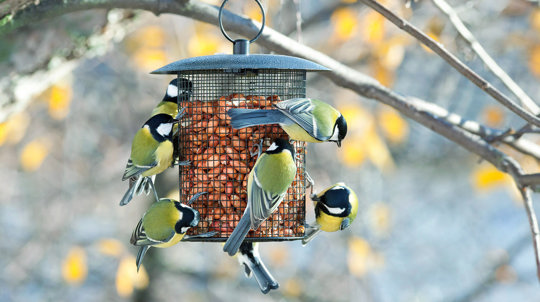 Great tits on birdfeeder