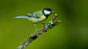 Great tit perched on branch Great tit perched on branch