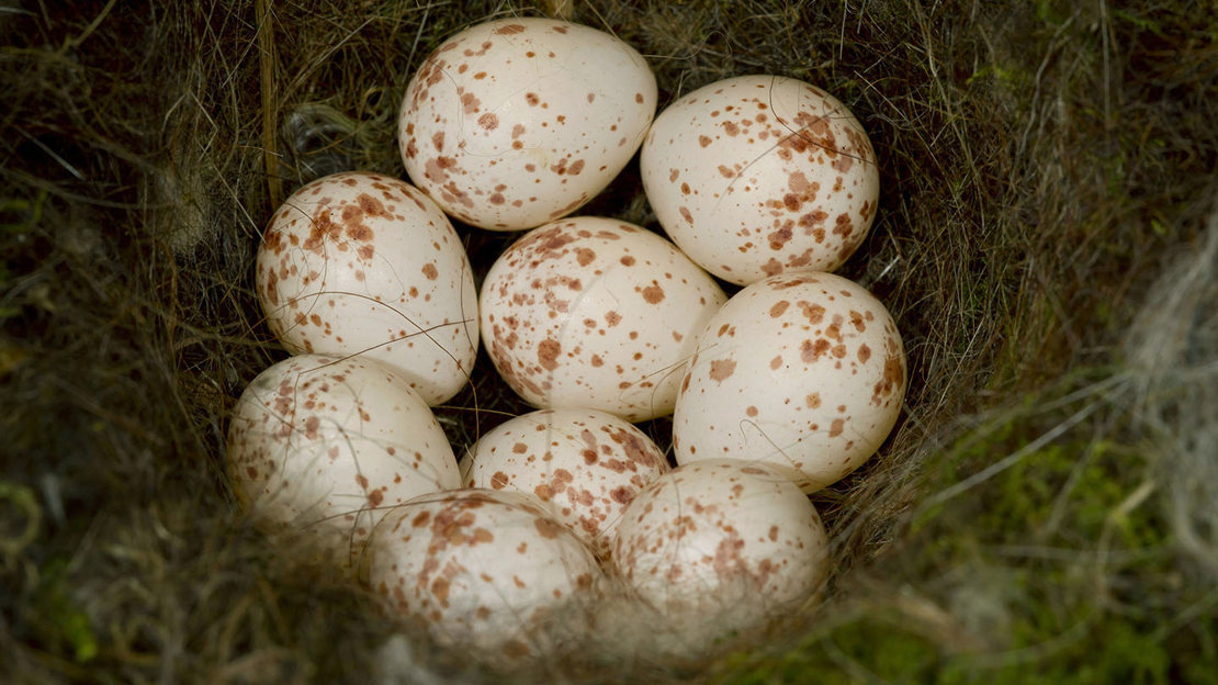 Great tit eggs