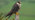 Hobby perched on post