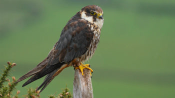 Hobby perched on post Hobby perched on post