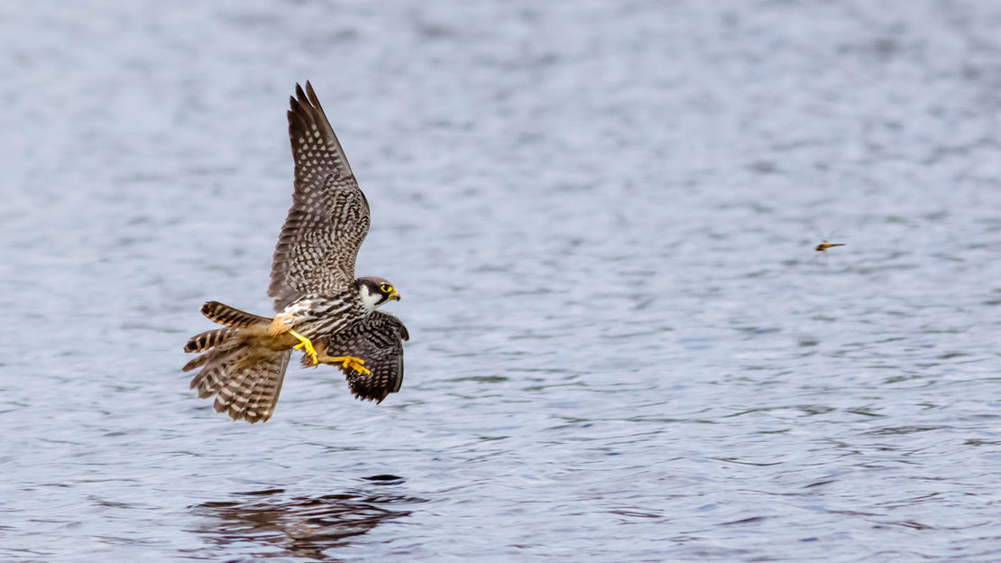 Hobby in flight hunting dragonflies over water