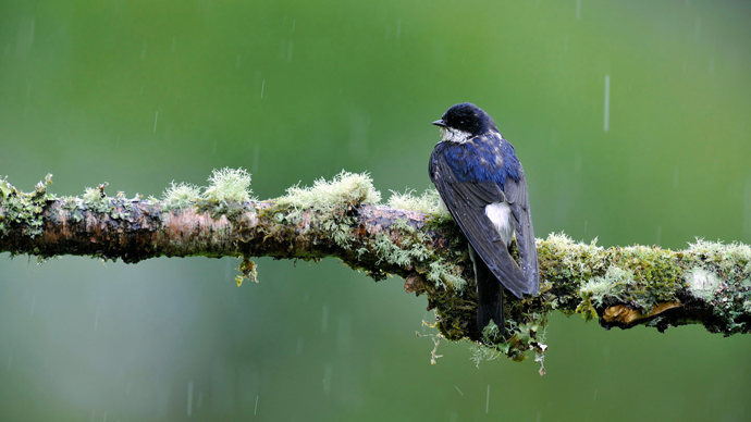 House martin on branch rear view