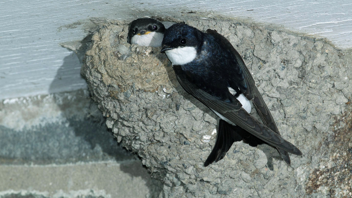 Swifts, Swallows and Martins Easy ID Guide Woodland Trust