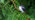 House martin on pine tree