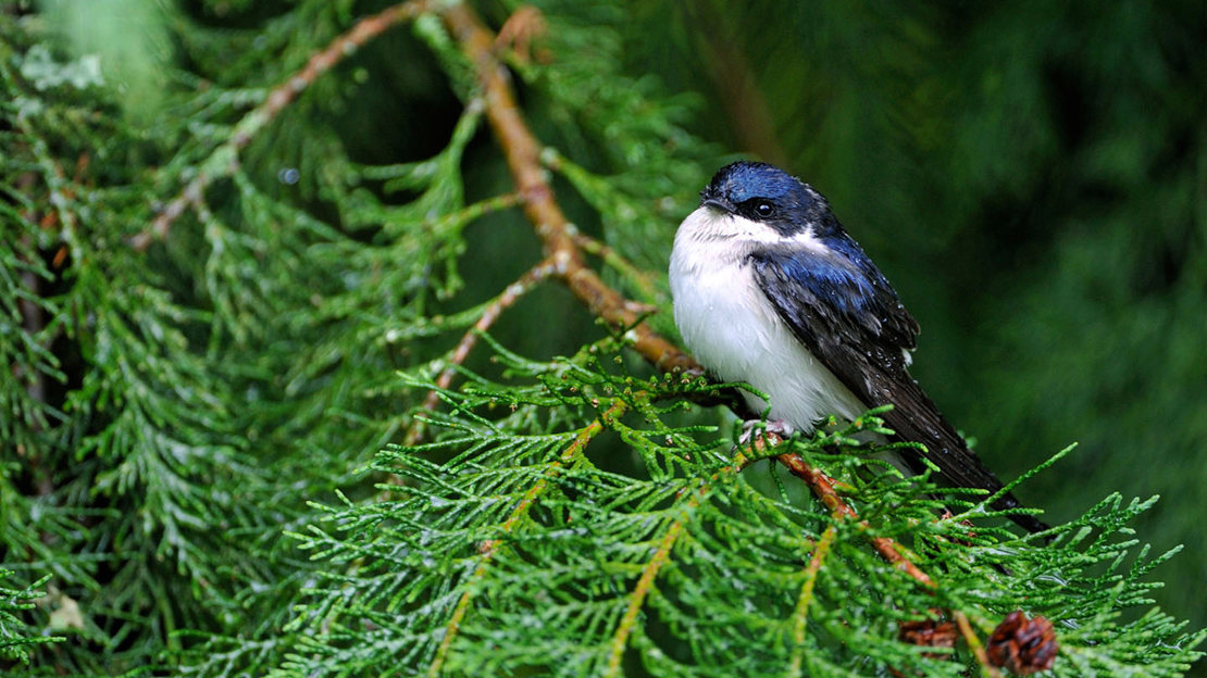 House martin on pine tree