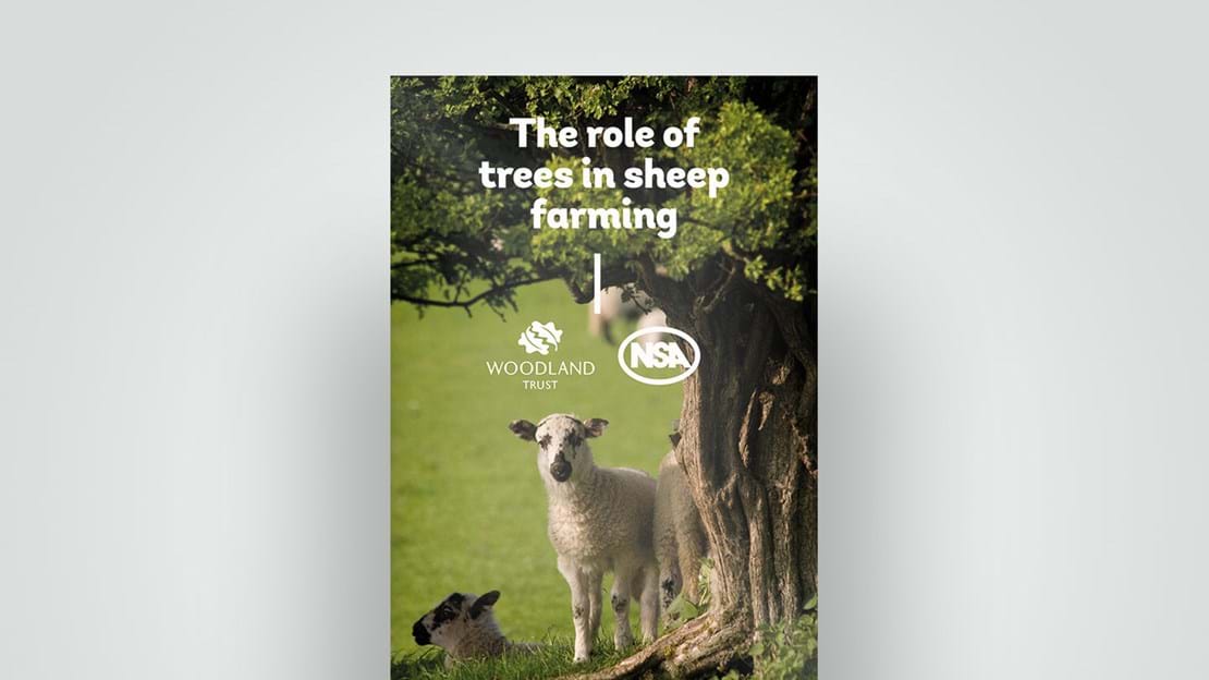Role of trees in sheep farming leaflet, 2018