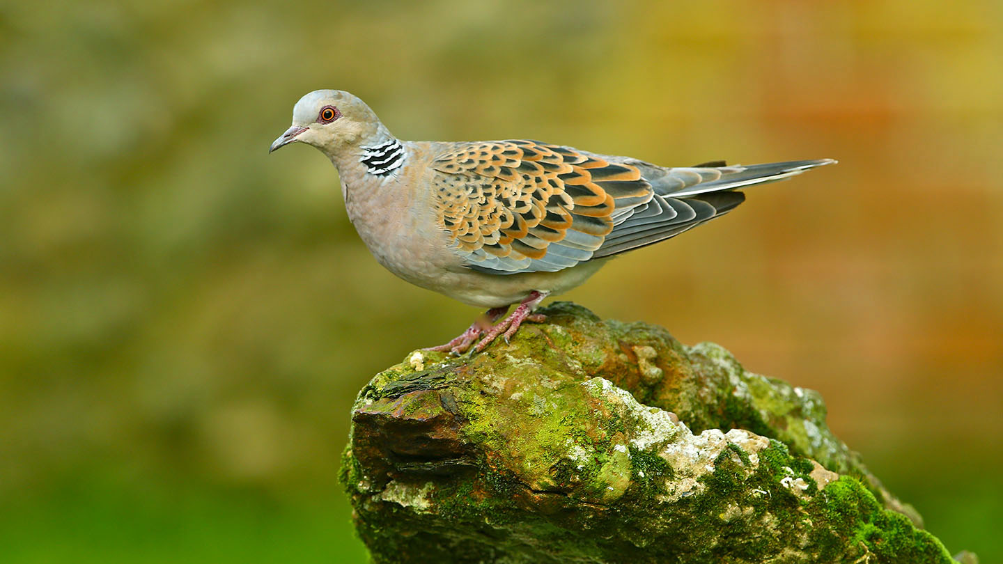 Turtle Dove (Streptopelia turtur) British Birds Woodland Trust