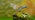 Turtle dove on mossy rock