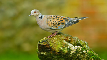 Turtle dove on mossy rock Turtle dove on mossy rock
